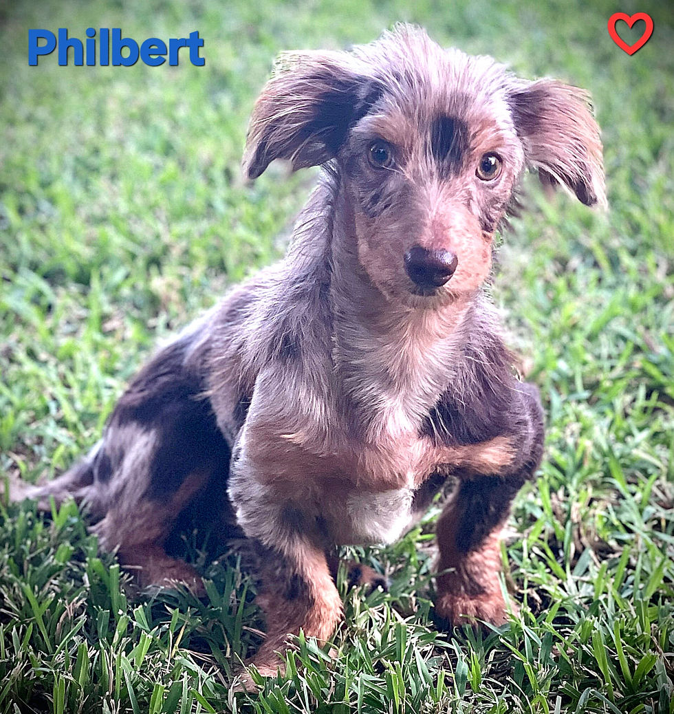 Philbert1