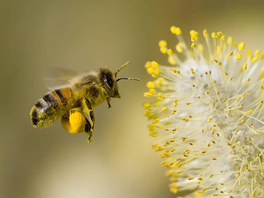L'apparition des abeilles et du miel