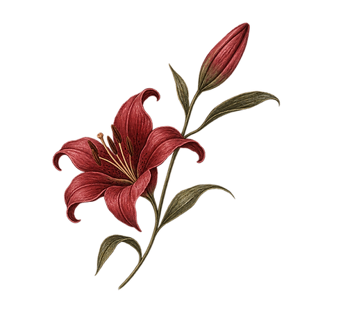 Red Lily Decal