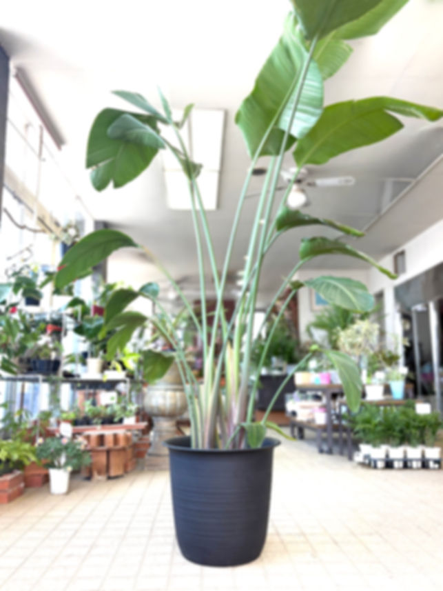 観葉植物レンタル(専用鉢カバー付)