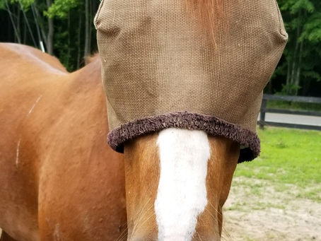 Sweet Sammy is enjoying being outside! 😊