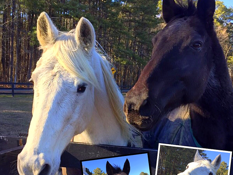 Treat time for Ollie and Clifford our newest friends!