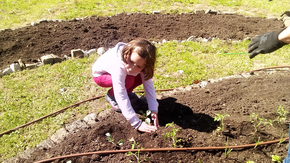 Plantação