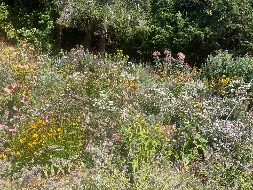 Meadow September 2025