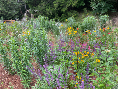 Transforming Your Septic Field into a Vibrant Prairie Meadow: A Step-by-Step Landscaping Guide (Part One)