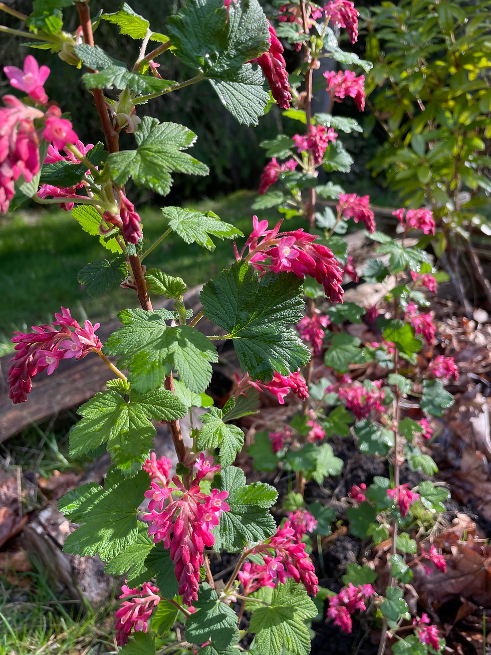 Red currant in bloom