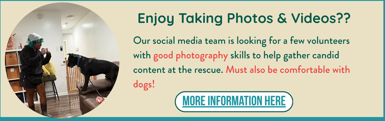 Save Lives With Us! Volunteer/Foster Newsletter