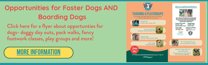 Save Lives With Us! Volunteer/Foster Newsletter