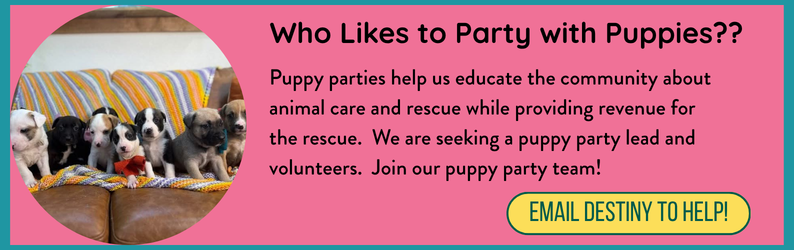 Save Lives With Us! Volunteer/Foster Newsletter