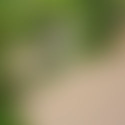 🤩 LE SAULE D‘OR HEUTE …