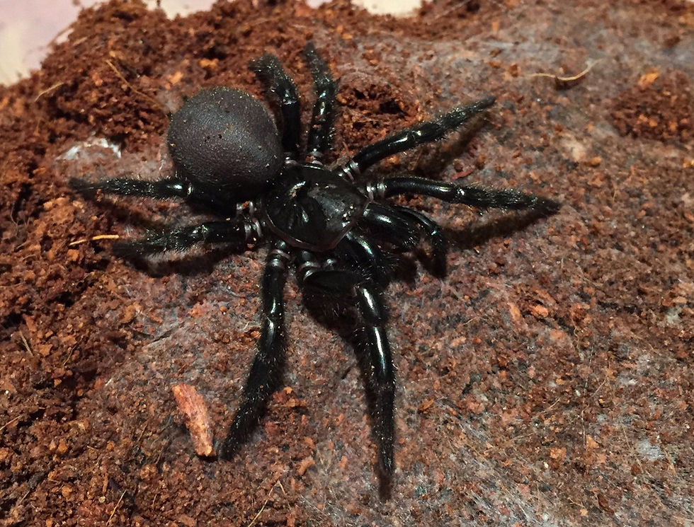 Not the New Shoes! The Sydney Funnel-Web Spider