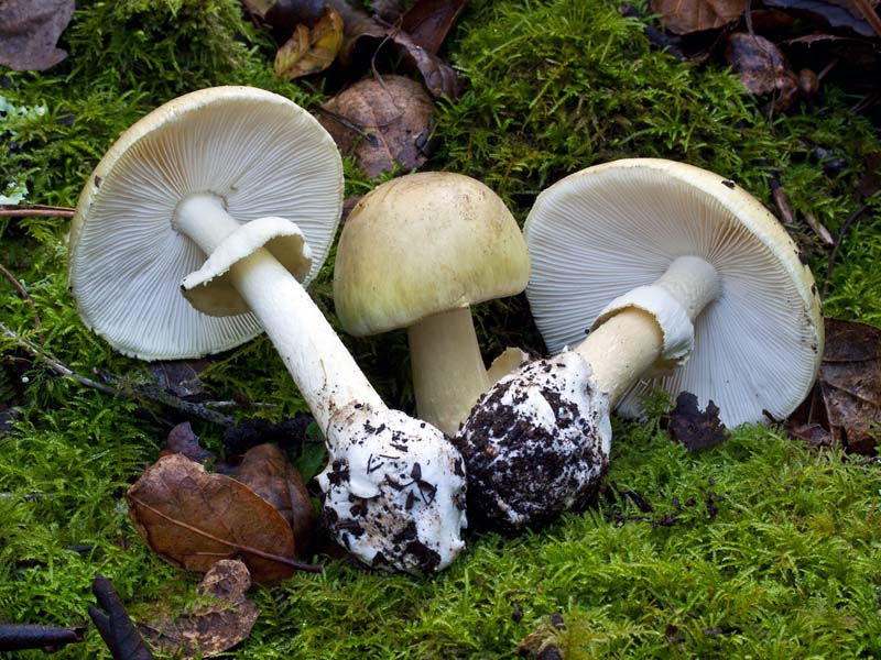 The Death Cap