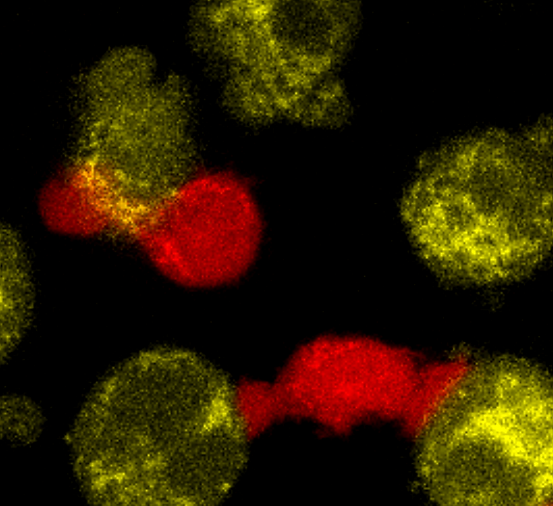 NK confocal pic_quadrar.png