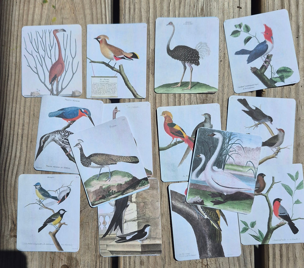 Thumbnail: French Bird Cards