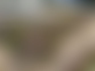 クリーピングタイム 咲き始めました!