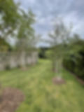 Tree Planting