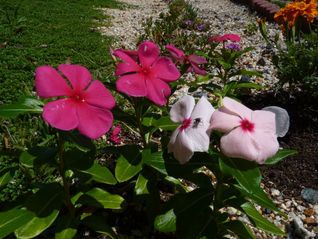 就労移行支援事業 ころーれの紹介②