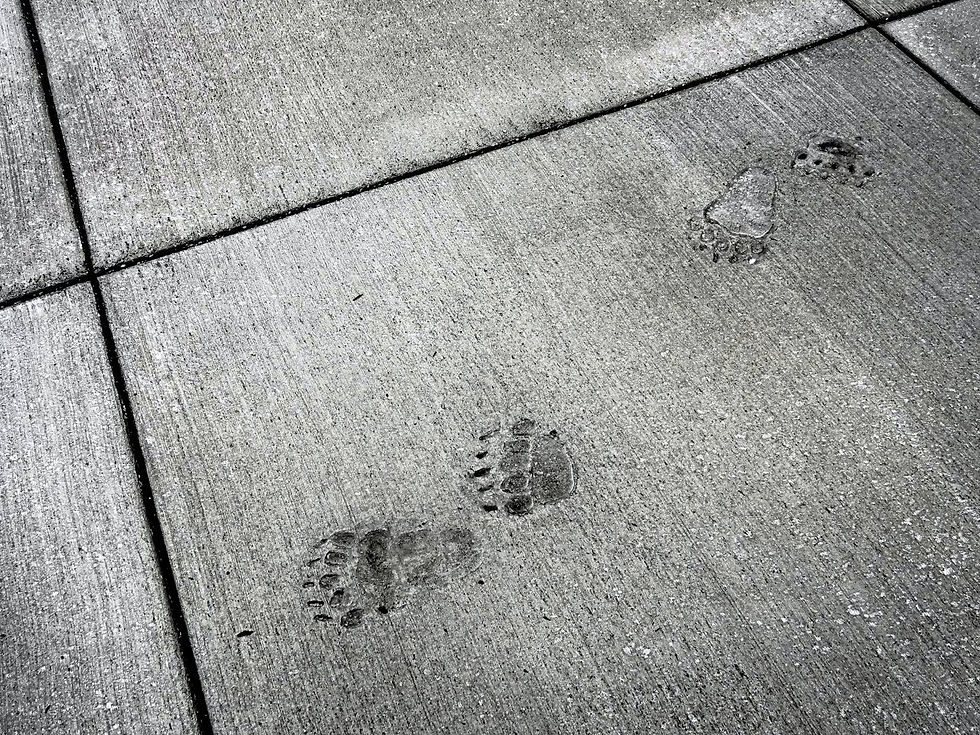 Footprints pressed into a concrete path that was walked on too soon