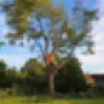 Tree Trimming