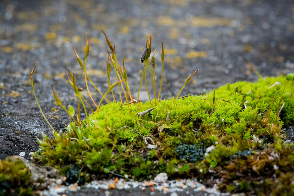 Clump of bright green moss growing on a dark asphalt surface