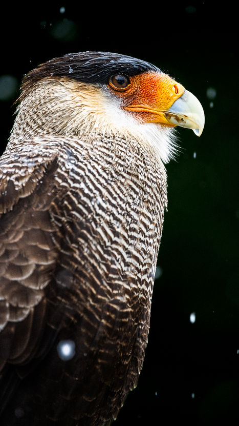 águia na patagônia fotografia de vida selvagem