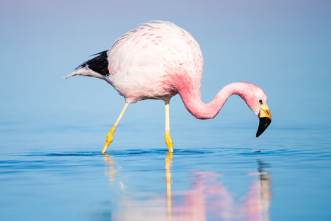 flamingo em lagoa altiplânica no atacama fotografia de vida selvagem