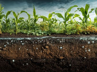 Granular Corn Fertilizers: Complete Guide to Types, Application, and Benefits