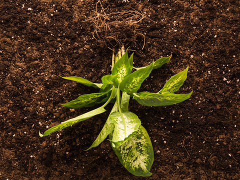 Advanced Microbes for Soil Health, Nutrient Uptake, and Sustainable Farming