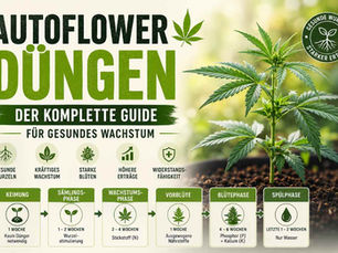 Autoflower düngen: Der komplette Guide für gesundes Wachstum