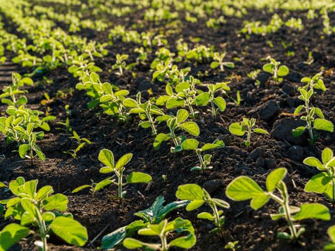 Soybean Nutrients: Essential Nutrients Required for Soybean Crops and Yield
