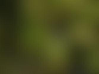 Wie beeinflusst die Bestäubung die Cannabis Blütephase und die Blütenentwicklung?