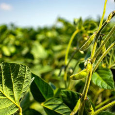 Which Micronutrients Are Most Important for Soybeans?
