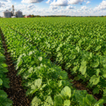 What is the Use of Bacillus Megaterium in Agriculture?