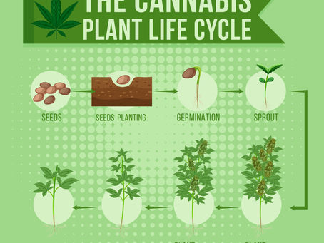 Cannabis-Blütephase: Die 3 Phasen von den ersten Blüten bis zur Ernte