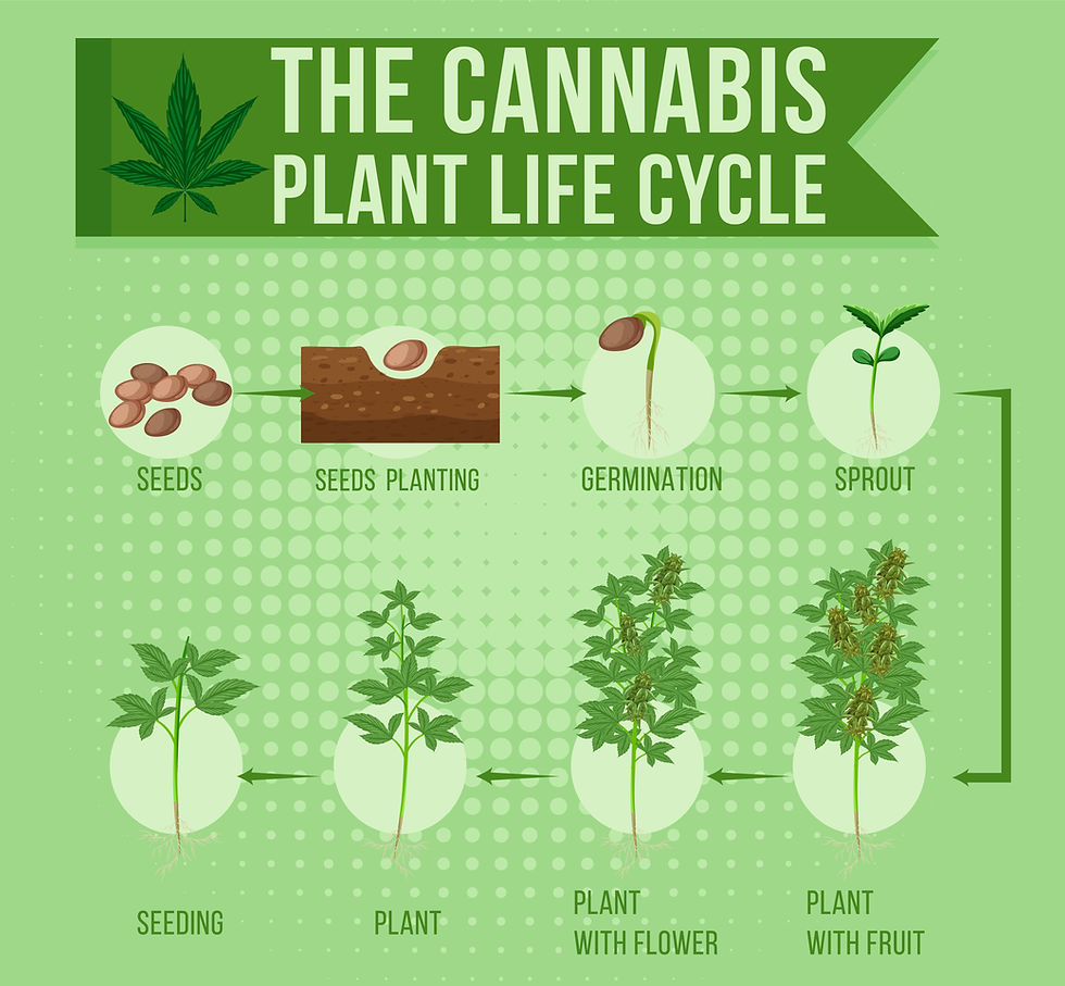 Cannabis-Blütephase