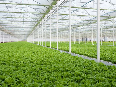 How to Use Greenhouse Feeding Booster for Better Plant Growth