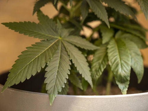 Vollständiger Nährstoffleitfaden für den Anbau weiblicher Hanfpflanzen