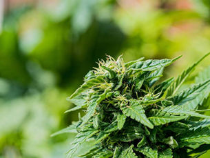 Wie groß werden Cannabispflanzen im Indoor- und Outdoor-Anbau?