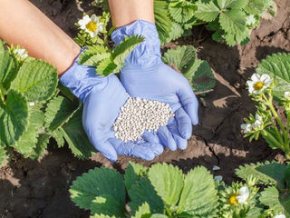 What Are the Uses of Pseudomonas Fluorescens?