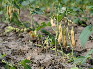 What causes nutrient deficiency in soybean plants?