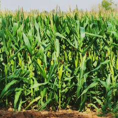 Corn Fertilizer: Application, Uses, and Best Practices for Higher Yield