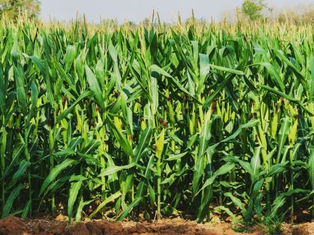 Corn Fertilizer: Application, Uses, and Best Practices for Higher Yield
