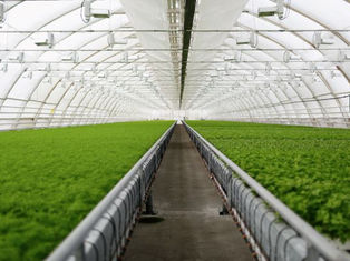 Greenhouse Fertilizer: Feeding Plants for Maximum Growth