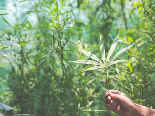 Weibliche Hanfpflanze im Detail: Von der Keimung bis zur Blüte