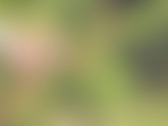 Männliche Blüte Hanf: Ihre Rolle bei Bestäubung und genetischer Vielfalt