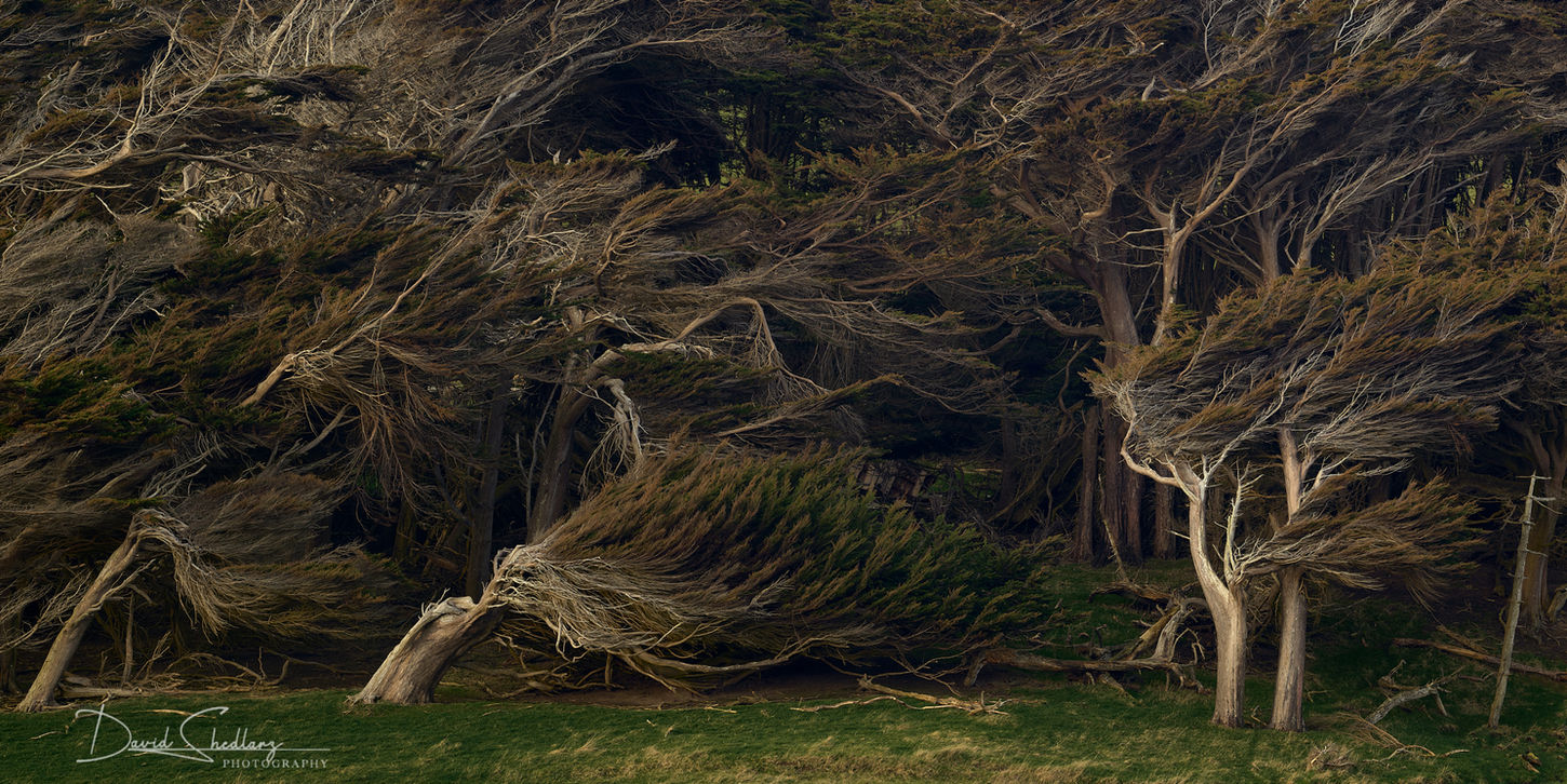 Windswept
