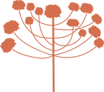 Araucária