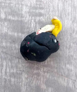 Registro con plastilina de la germinación del frijol