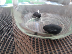 Representación de las semillas de frijol en plastilina