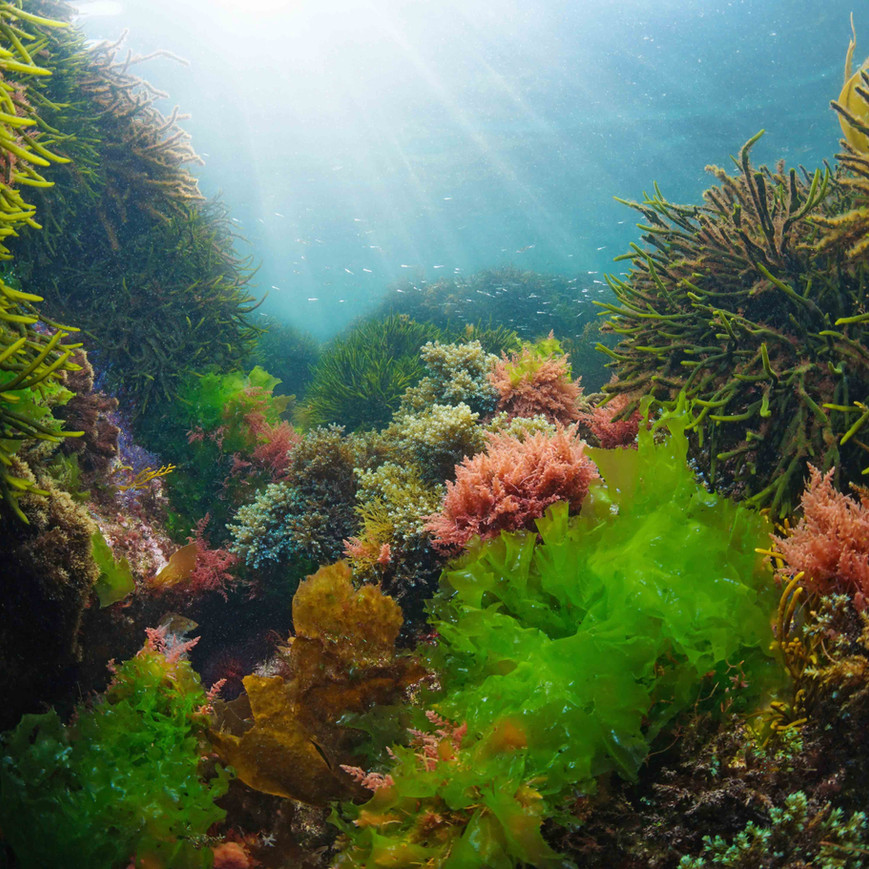 Underwater picture of kelp growing in the wild.
